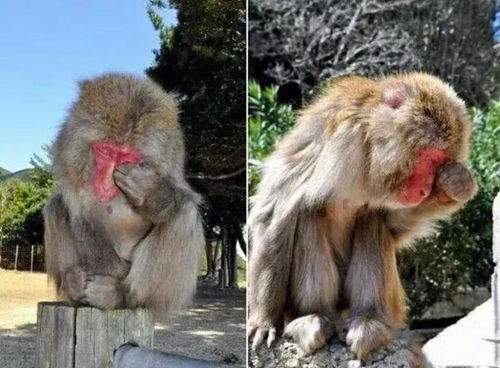 网红方脸猴大壮因突发疾病离世